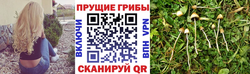 купить   Нижняя Тура  Галлюциногенные грибы Magic Shrooms 
